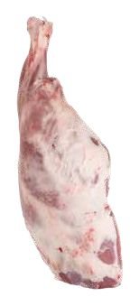 فخذ