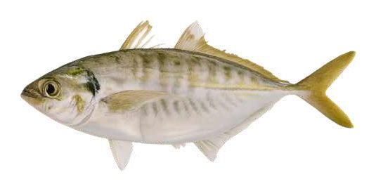 الصال